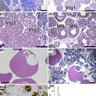 Primary oocyte development stages and their reproductive phases in ...