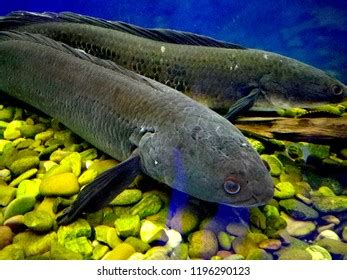 Aquarium Fish Snakehead Stock Photo 1196290123 | Shutterstock