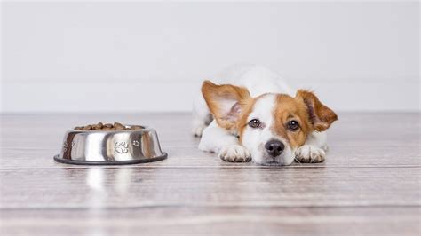 Canned Dog Food | The Best Affordable High-Quallity Canned Foods