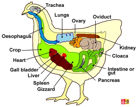 Hen Anatomy Question