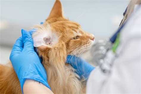 Maine Coon Ear Problems: Everything You Need To Know - MaineCoon.org