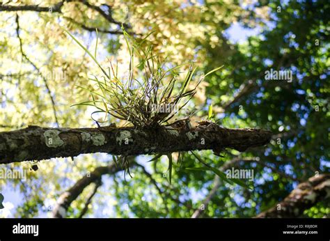 Epiphytes on tree hi-res stock photography and images - Alamy