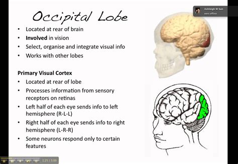 The brain the occipital lobe – Artofit