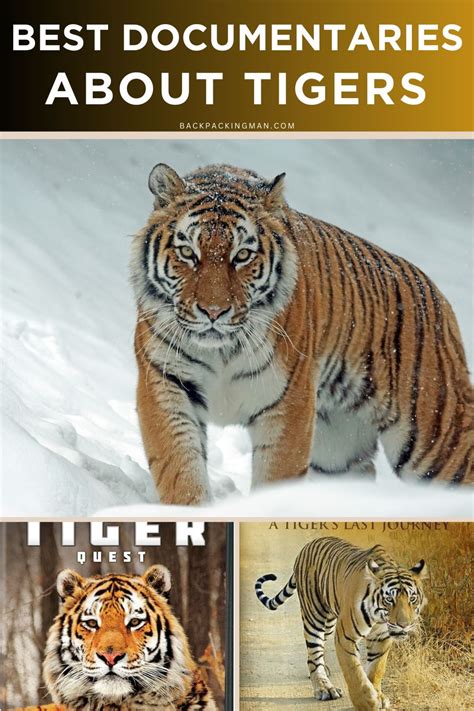 10 Best Documentaries About Tigers - Backpackingman