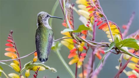 Wallpaper Hummingbird, bird, flowers, long beak 1920x1200 HD Picture, Image