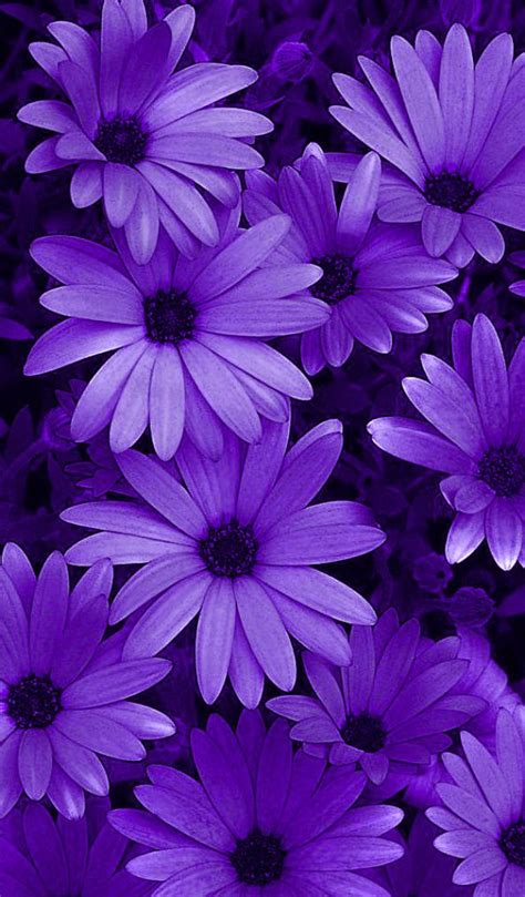 Discover more than 77 wallpaper dark purple latest - in.coedo.com.vn