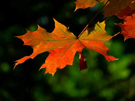 1000+ Beautiful Autumn Leaves Photos · Pexels · Free Stock Photos