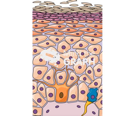 Cell renewal epidermis