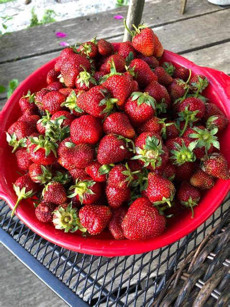 20 Top Strawberry Harvesting Tips – Strawberry Plants