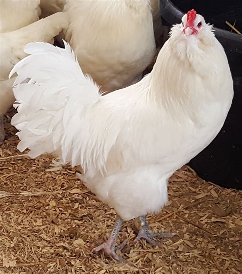 White Ameraucana Chickens For Sale - Baby Chicks | Cackle Hatchery