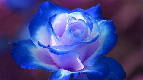 Blue Rose Wallpapers - Wallpaper, High Definition, High Quality, Widescreen