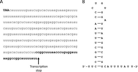 Nucleotide Sequence