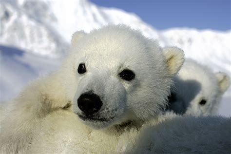 Polar Bear Wallpapers Images Photos Pictures Backgrounds