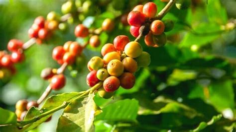 11 Best Organic Coffee Beans That Are Better For You And The Planet ...