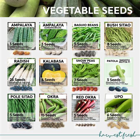 Vegetable Seeds - Ampalaya Upo Okra Sitao Bataw Patani Kalabasa Radish ...