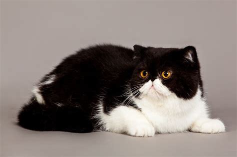 Exotic Shorthair Cat Breed: Size, Appearance & Personality