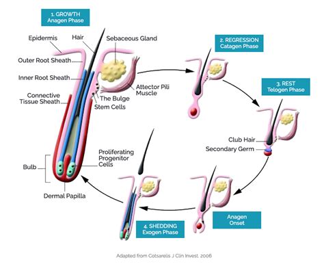 Hair Follicle Structure And Function