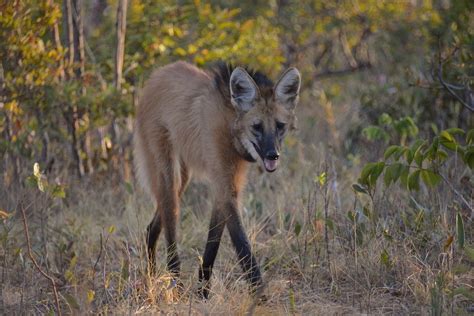 Genomic analysis reveals true origin of South America’s canids | UCLA