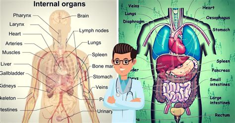 English Vocabulary: Internal Organs of the Human Body - ESLBUZZ