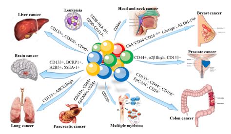 Surface biomarkers of cancer stem cells (CSCs) | Download Scientific ...