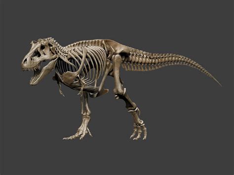 Tyrannosaurus rex skeleton - anatomy study by hugocafasso on DeviantArt