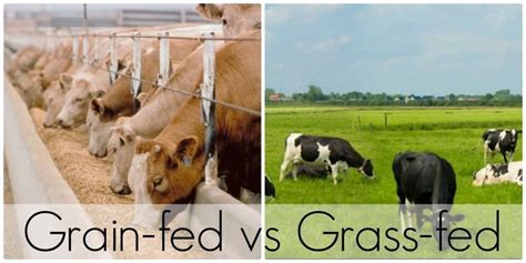 The Complete Story Behind Grass-Fed Milk - Good Life Nutrition House