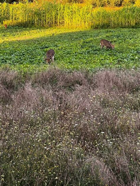 Legacy -The 2023 Deer Season- - Big / Small Game - Lake Ontario United ...