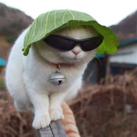 Funny Cat Sunglasses | Interesting Facts & Pictures | Funny And Cute ...