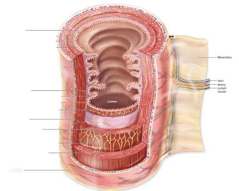 Layers of GI Tract Diagram | Quizlet