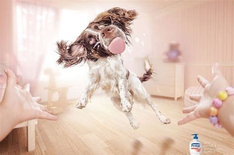 15 Super Creative Print Ads With Animals | Print ads, Funny ads, Print ...