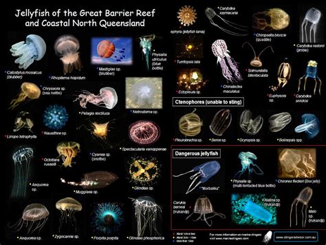 Species Of Jellyfish