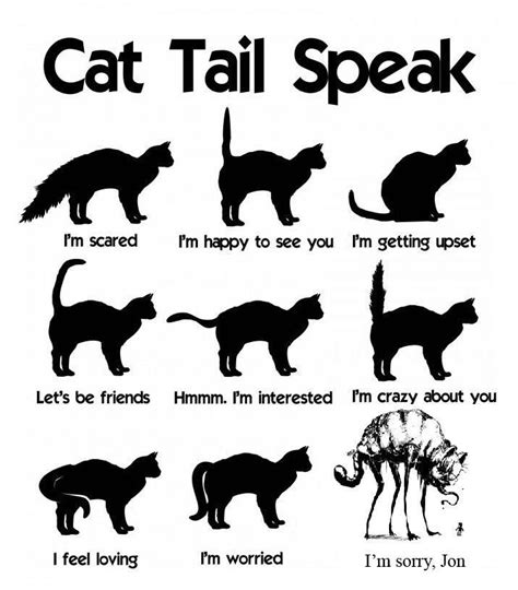 Persian Cat Tail Signs