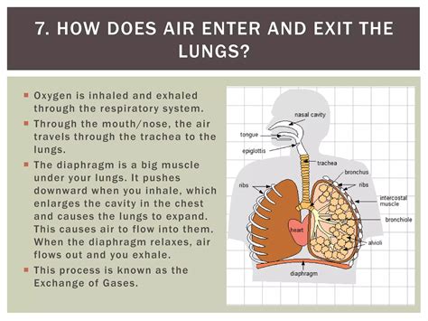 Lungs alveolus | PPT