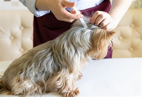 Effective Flea Treatments for Dogs You Need to Know