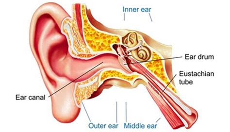 Swollen Ear Canal: Common Causes, Symptoms and More – New Life Ticket