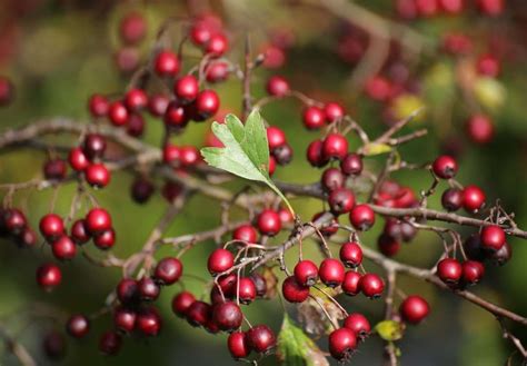 Hawthorn berry benefits - We Golden Age