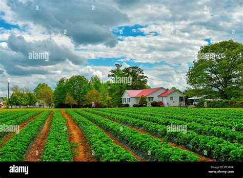 A beautiful cloudy American farm landscape with a house and rows of ...