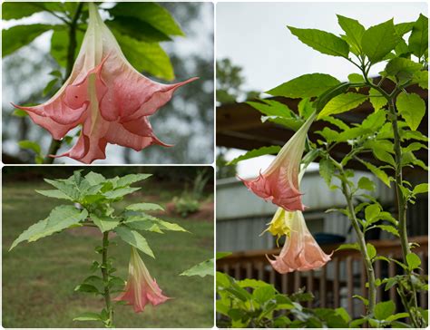 A Breath of Nature: First Angel Trumpet Blooms