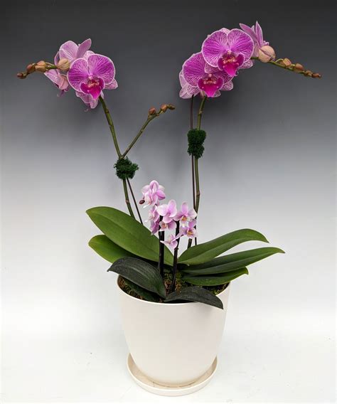 Orchid Gift Arrangements (Available to Ship) - OrchidWeb