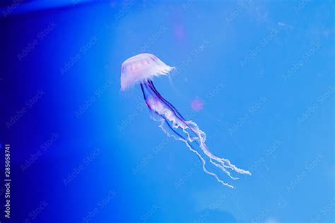 macro of a beautiful jellyfish chrysaora lactea Stock Photo | Adobe Stock