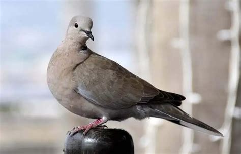 Pigeon Symbolism Explained – Pigeonpedia