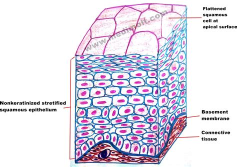 Structural Elements Diagram Tissue Activity 2 Connective Tis