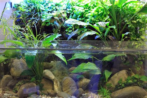 20 Best Background Plants For Aquariums | Houseplant Alley