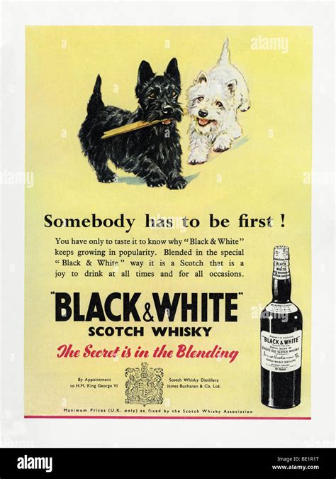 1951 advertisement for Black & White blended Scotch whisky Stock Photo ...