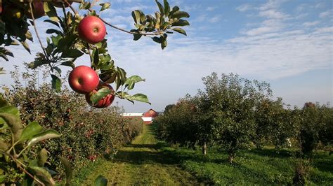 Apple Barn Orchard & Winery - Farm Fresh Atlas