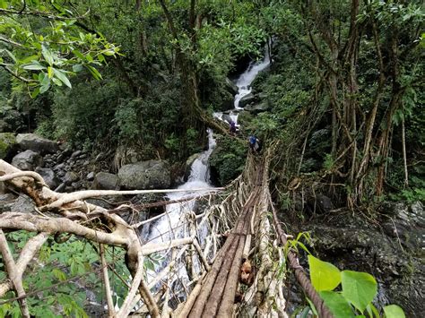 Free stock photo of Root bridge