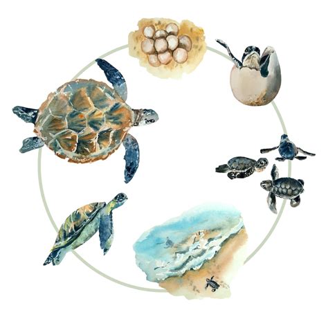 Sea Turtle Life Cycle Watercolor Sea Turtle Life Cycle Turtle Life ...