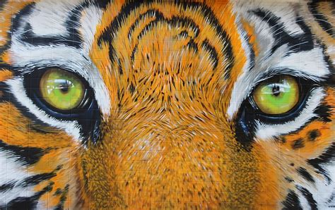 HD wallpaper: close-up photo of tigers eye painting, eyes, predator ...