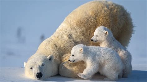 Polar Bear Cubs Wallpaper