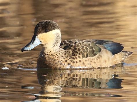 Lake Baringo | Birding in Lake Baringo | Kenya Birding Safaris Tours